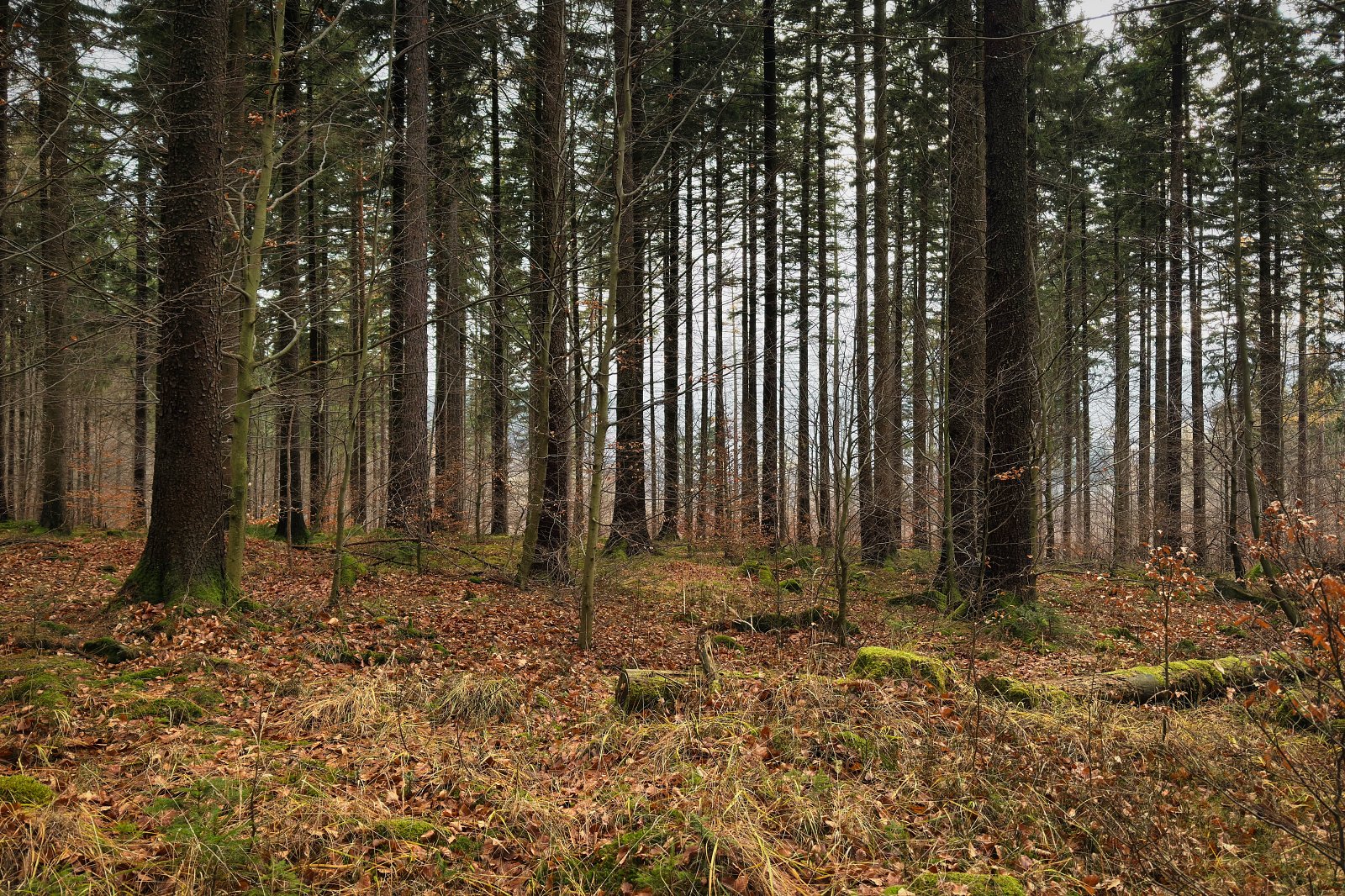 2025.12.06 Lądek Zdrój Trojak Zamek Karpień Królówka Dzielec Lądek Zdrój IMG 3384 046 social media