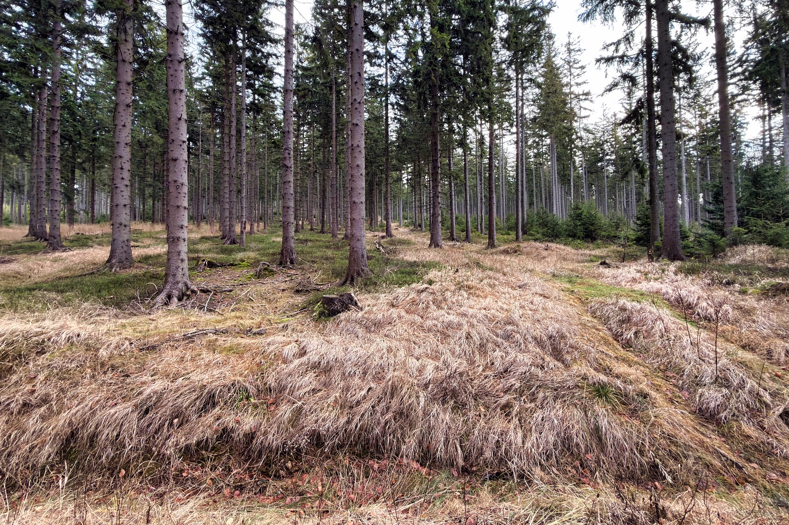 20251220 Trójmorski Wierch IMG 3515 002 ip16p social